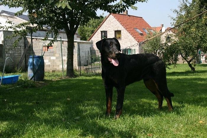 chien DM (9)